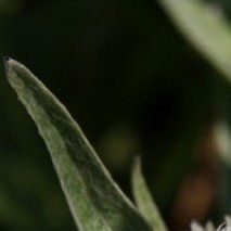 Anaphalis triplinervis - (Immortelle de l'Himalaya)