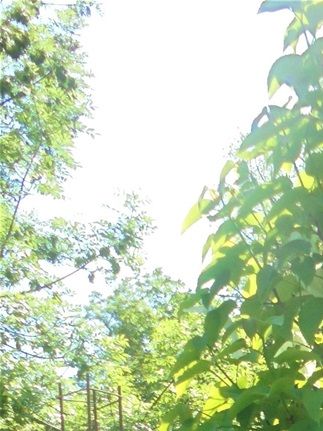 Arbre aux mouchoirs : vue générale