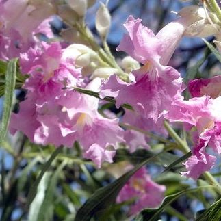 Chilopsis linearis